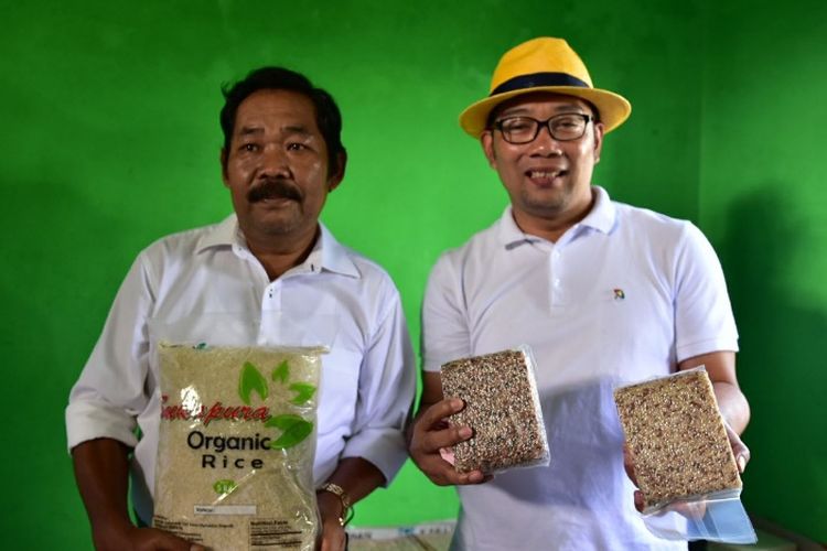 Calon gubernur Jawa Barat nomor urut 1, Ridwan Kamil, saat meninjau produksi beras organik di Desa Mekarwangi, Kecamatan Cisayong, Kabupaten Tasikmalaya, Senin (2/4/2018). 