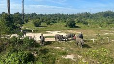 Jangan Berhenti, meski Ada Obyek Menarik "Pelintasan Gajah" di Tol Permai