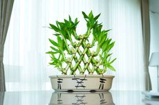 Bawa Hoki, Ini Cara Merawat Tanaman Lucky Bamboo di Dalam Ruangan