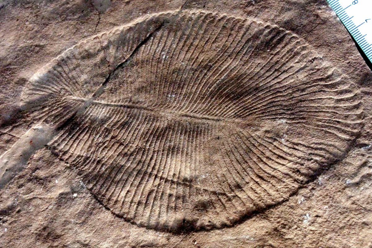 Dickinsonia, salah satu hewan yang hidup pada periode Ediacaran
