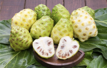 Manfaat buah mengkudu untuk menurunkan gula darah
