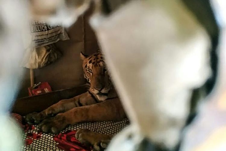 Harimau terlihat berlindung ke dalam rumah milik warga, setelah air menggenangi Taman Margasatwa Kaziranga, pada Kamis (18/7/2019).