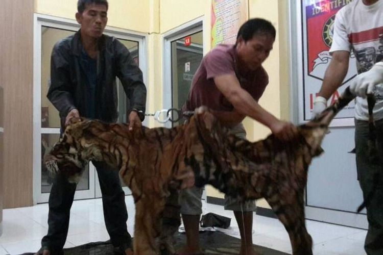 Dua pelaku dan barang bukti kulit harimau sumatera diamankan petugas