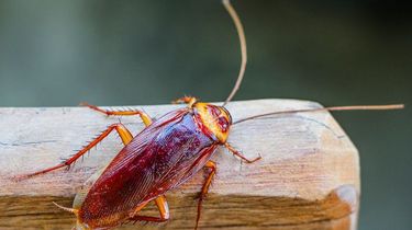 6 Bahan Alami yang Bisa Mengusir Kecoa dari Rumah