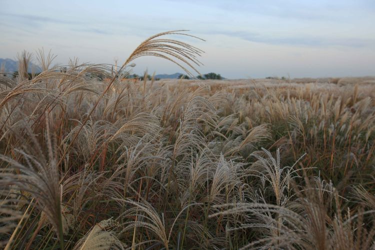  Suasana musim gugur di Haneul Park, Korea Selatan. Haneul Park terletak di dataran tinggi dengan ketinggian 98 meter di atas permukaan laut dan menawarkan pemandangan taman dan lanskap kota. 