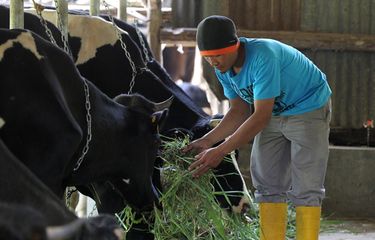 Learn to Milk a Cow at This Ecotourism Site in Jakarta, Indonesia ...