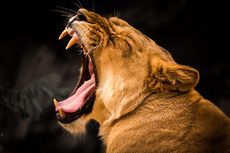 5 Hewan yang Bisa Mengalahkan Singa, Badak hingga Gajah