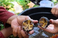 Berburu Bulu Babi di Pantai Koguna, Buton