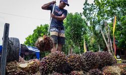 Petani Sawit Perlu Diperhatikan dalam Komersialisasi Biodiesel