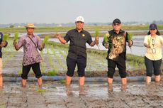 Program Pompanisasi Buat Petani Tersenyum, Mentan Amran: Solusi untuk Tingkatan Indeks Pertanaman