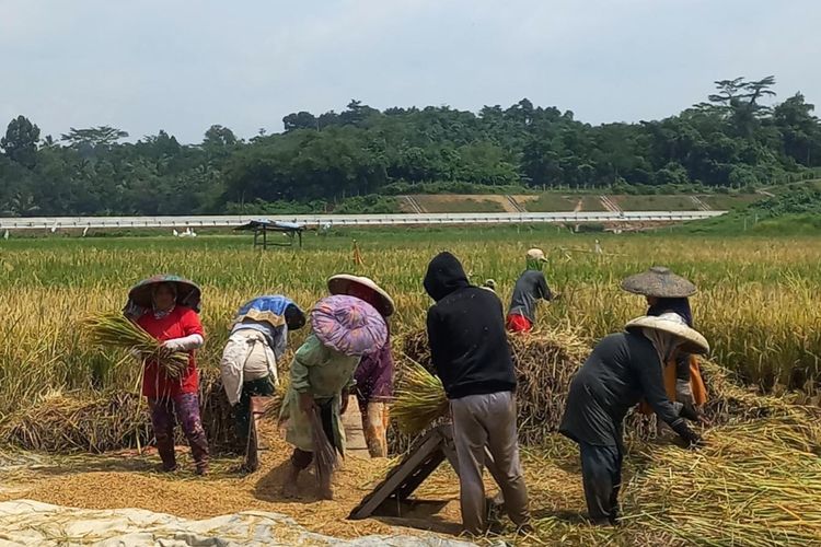 81 Tahun Merdeka, Sudahkah Indonesia Benar-benar Swasembada Pangan?