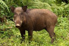 Habitat Longsor, Babi Hutan Gunung Sumbing Berkeliaran di Permukiman