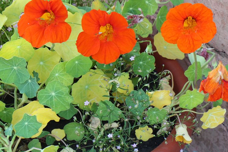 Ilustrasi tanaman nasturtium di pot. 