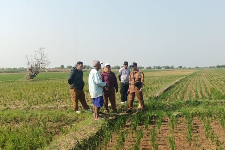 Sawah Mengering di Subang, Petani Terpaksa Cabut Padi untuk Makan Ternak