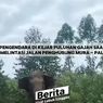 Video Viral, Saat Pengendara Motor di Musi Rawas Bertemu Kawanan Gajah Liar...