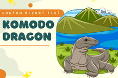 Contoh Report Text tentang Komodo Dragon dan Terjemahannya