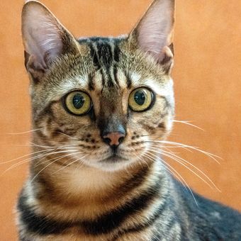 Ilustrasi kucing. 