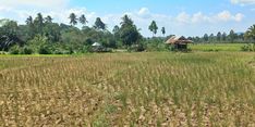 70 Ha Lahan di Lombok Tengah Alami Kekeringan, Ditjen PSP Lakukan Verifikasi dan Berikan Bantuan