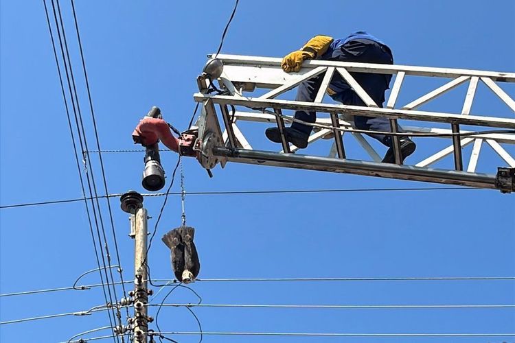 Penuh Hati-hati, Damkar Solo Evakuasi Elang Jawa Tersangkut Jaringan Listrik Setinggi 9 Meter