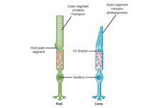 Karakteristik Sel Reseptor Batang pada Retina