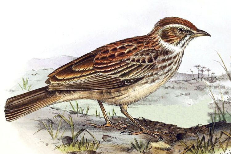 Dikira Punah Hampir Seabad, Burung Ini Terlihat Bertengger Santai di Sabana Afrika