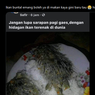 Ramai soal Twit Makan Ikan Buntal, Amankah Ikan Ini Dikonsumsi?