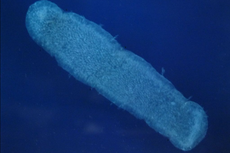 Pyrosome si Unikron Laut