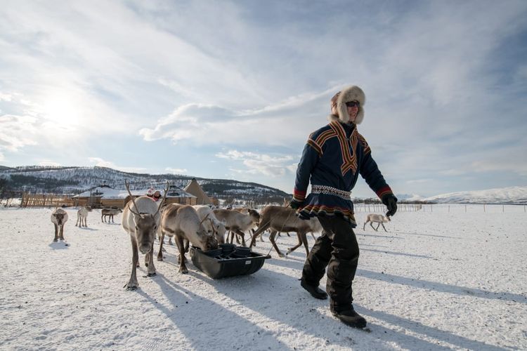 Pria Sami tak dikenal memberi makan rusa kutub di musim dingin, wilayah Tromso, Norwegia Utara
