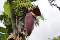 Manfaat Jantung Pisang untuk Tanaman, Bisa Menggantikan Urea