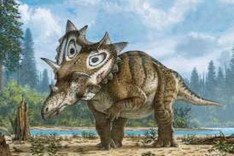 Beginilah rekaan para ilmuwan tentang wujud Spiclypeus shipporum, dinosaurus jenis baru yang fosilnya ditemukan seorang pemburu fosil amatir.