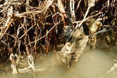 Sampah Plastik Ancam Keberadaan Hutan Mangrove Jawa
