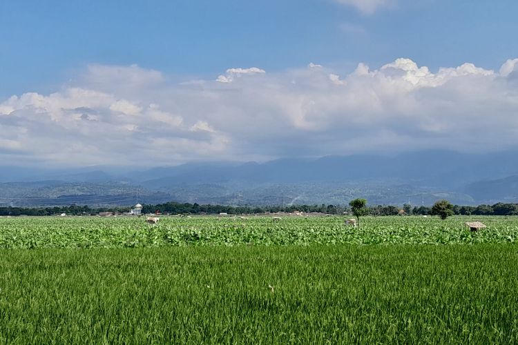 Pertanian tembakau di Kabupaten Situbondo Provinsi Jawa Timur.
