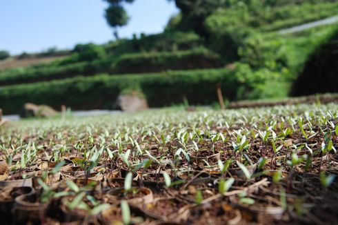 Simalakama Petani Indonesia: Sulit Akses Modal, Fintech Jadi Alternatif Pembiayaan (2)