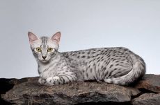 Mengenal Egyptian Mau, Ras Kucing Tertua yang Sudah Ada sejak 3.000 Tahun