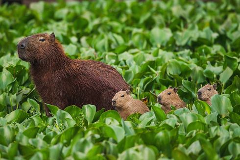 Apa Makanan Hewan Kapibara?