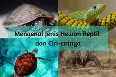 Reptil: Pengertian, Ciri dan Contohnya 