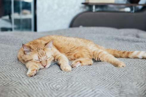 Mengenal 4 Siklus Tidur Seekor Kucing