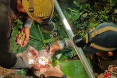 Mahasiswa Ini Pergoki Aksi Perburuan Landak Jawa di Pegunungan Sanggabuana