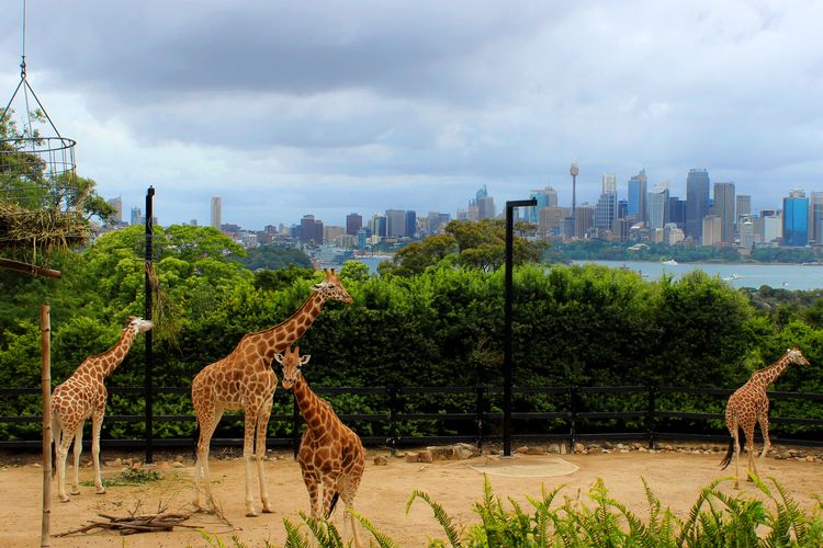 Australia is a popular tourist destination and its Taronga Zoo features an Indonesian village replica that has taken TikTok users by storm.