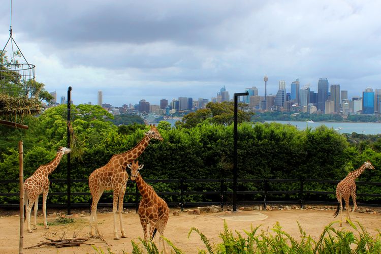 Sekawanan jerapah di Taronga Zoo, Sydney, Australia.