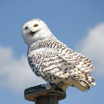 Ilustrasi burung hantu putih atau snowy owl. 
