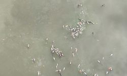 Imbas Pencemaran Sungai Cisadane, Menteri LH Gugat Perusahaan Pestisida 