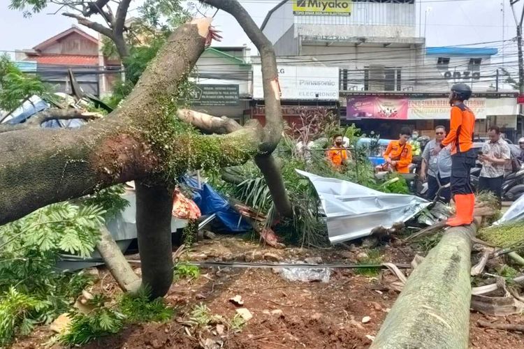 Tim gabungan yang terdiri dari aparat Kepolisian dan TNI, BPBD, melakukan evakuasi dua pohon besar tumbang di pinggir jalan atau tepatnya Depan Pasar Cibinong, Kecamatan Cibinong, Kabupaten Bogor, Jawa Barat, pada Kamis (20/10/2022).