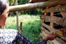 Sudah 4 Tahun Nanang Terpaksa Dikurung di Kandang Domba