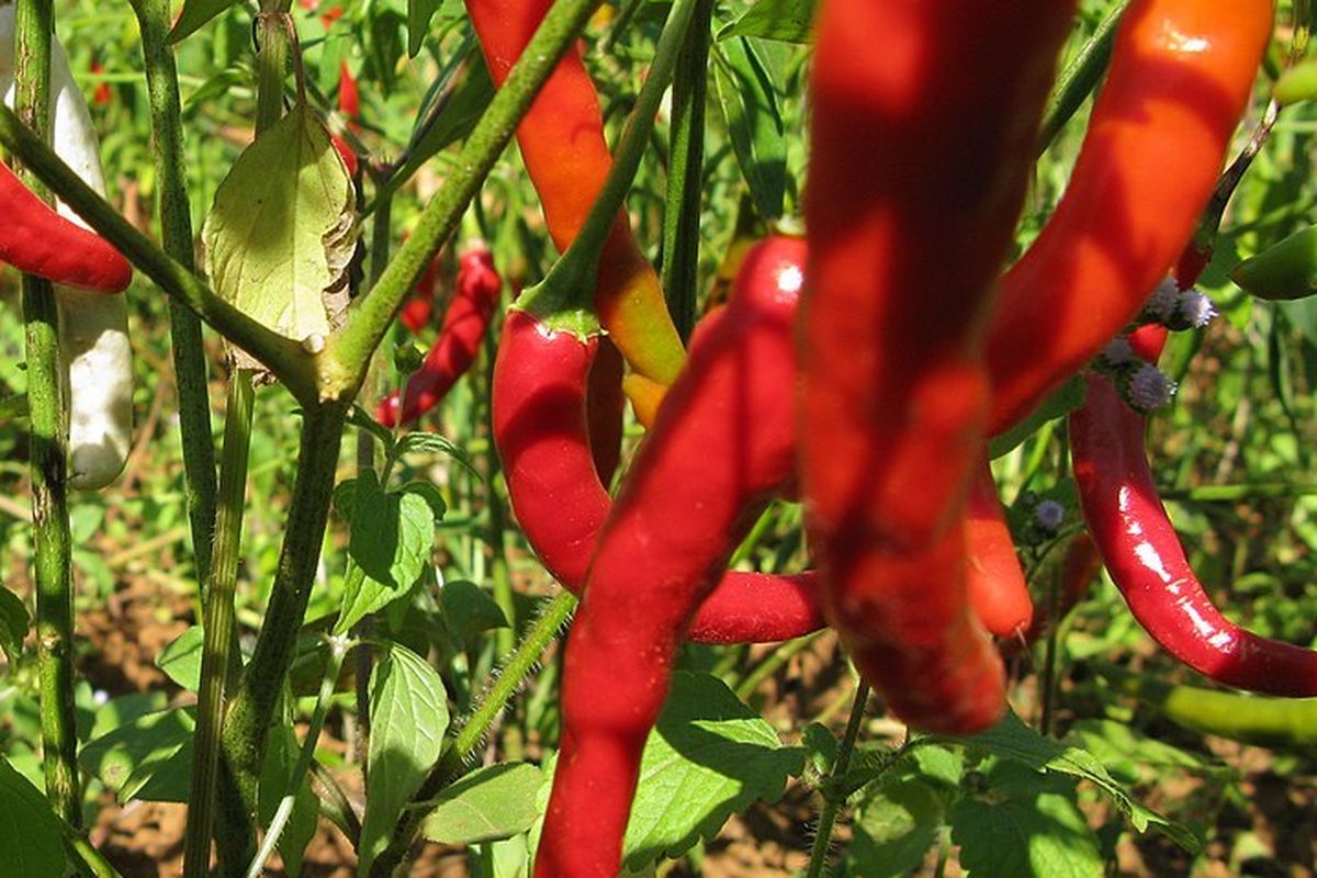 Ilustrasi tanaman cabai. 