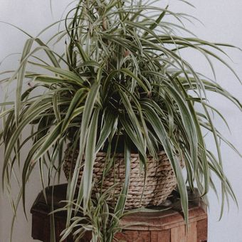 Ilustrasi tanaman hias spider plant atau tanaman laba-laba. 