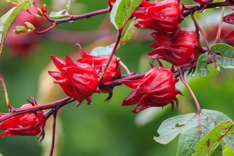 Ilustrasi tanaman bunga rosella, tanaman rosella. 