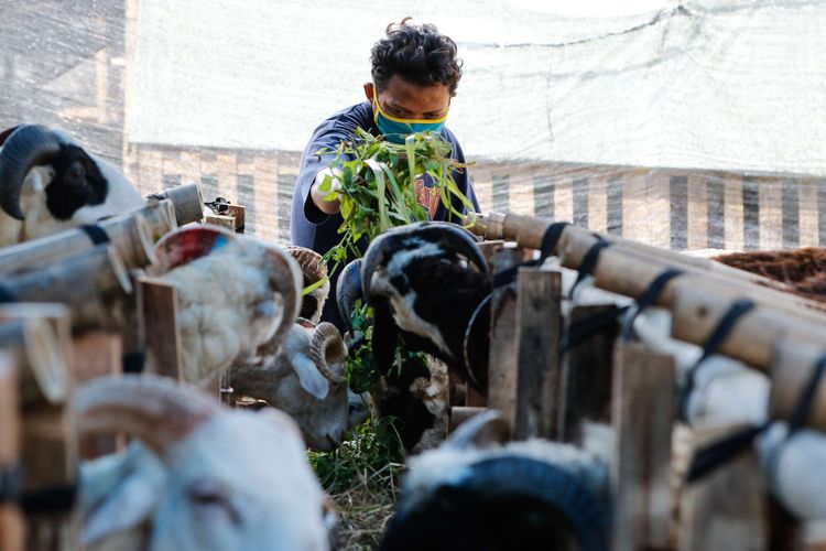 Ilustrasi: Suasana penjualan hewan kurban di Cilendek, Bogor, Kamis (9/7/2020). Mendekati Idul Adha permintaan hewan kurban meningkat. Harga domba dan sapi dijual dari harga Rp. 2,5 juta hingga Rp. 36 juta.