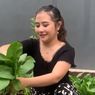 9 Manfaat Punya Kebun Sayur Organik, seperti Prilly Latuconsina