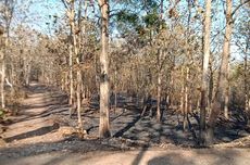 Api Lahap Tanah Kas Desa dan Lahan Warga di Kulon Progo, Penyebab Belum Diketahui